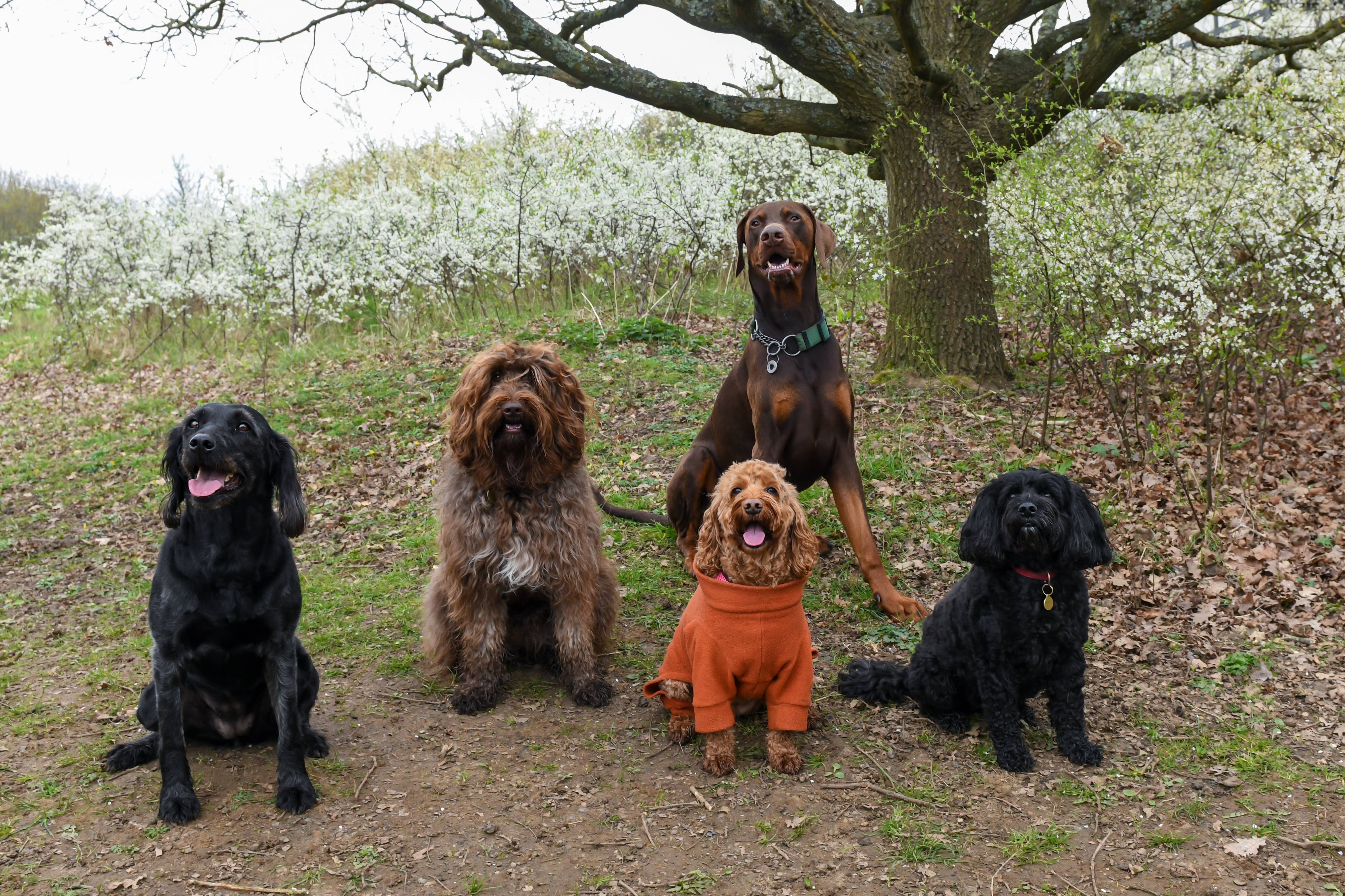 Group walk