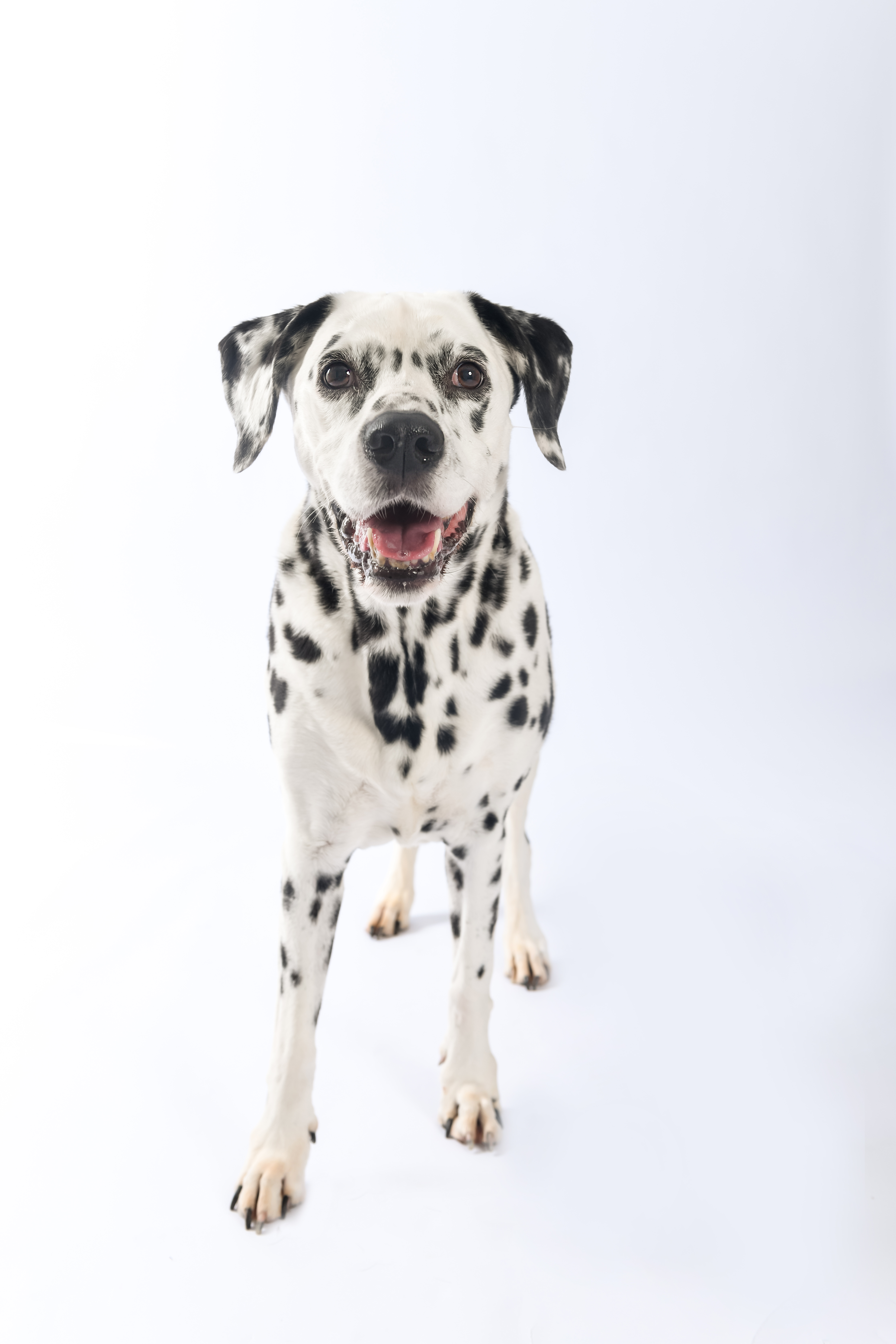 Dalmatian portrait