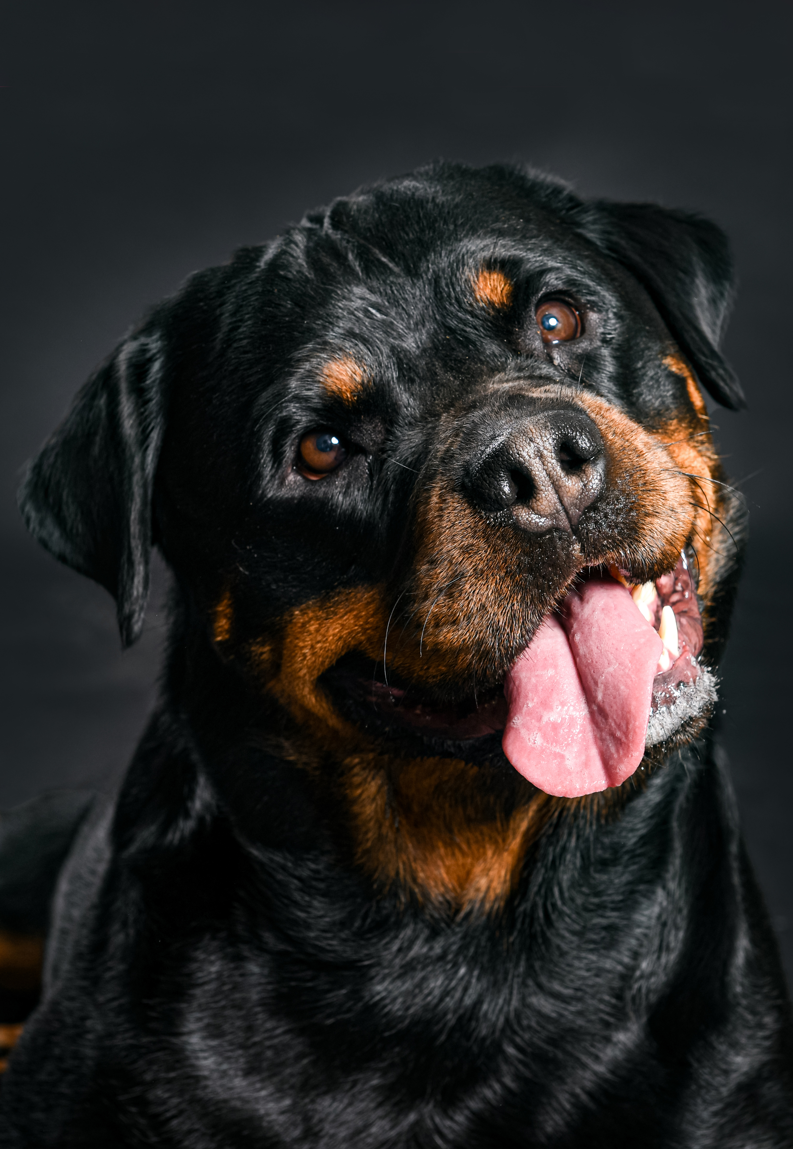 Rottweiler portrait